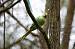 Perruche � collier (Psittacula krameri) � Jean-Paul Ladoux