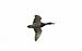 Canard colvert (Anas platyrhynchos) � Jean-Paul Ladoux