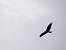 Milan noir (Milvus migrans) � Jaime Crespo