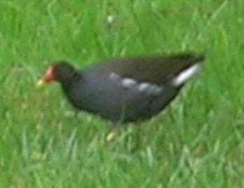 Gallinule poule-d'eau 