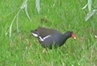Gallinule poule-d'eau 