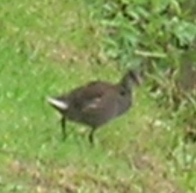 Gallinule poule-d'eau 