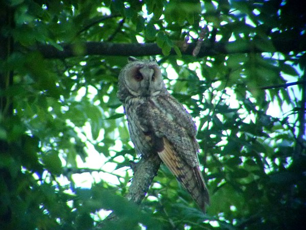 Hibou moyen-duc  - St�phane Thomin
