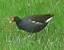 Gallinule poule-d'eau 