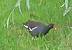 Gallinule poule-d'eau 