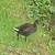 Gallinule poule-d'eau 