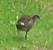 Gallinule poule-d'eau 