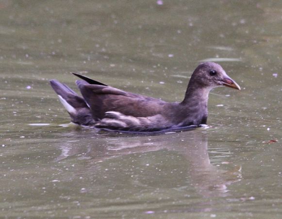 Gallinule poule-d'eau  - Jean-Luc Lopez