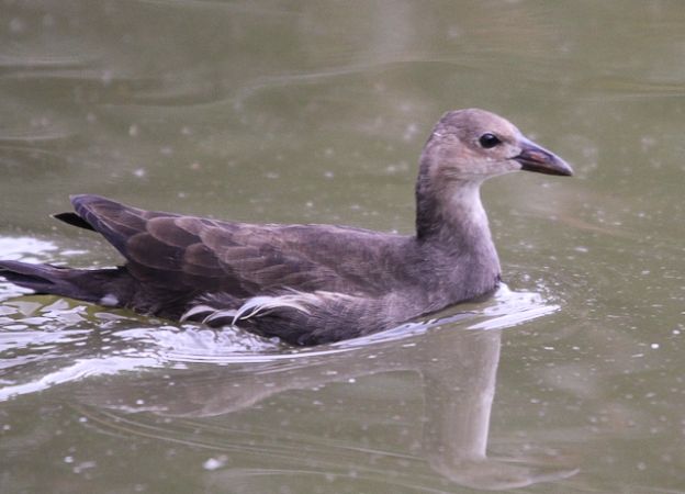 Gallinule poule-d'eau  - Jean-Luc Lopez
