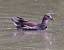 Gallinule poule-d'eau  - Jean-Luc Lopez