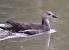 Gallinule poule-d'eau  - Jean-Luc Lopez