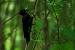 Pic noir (Dryocopus martius) � Quentin Dubost