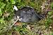 Gallinule poule-d'eau (Gallinula chloropus) � Quentin Dubost