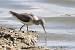 Chevalier aboyeur (Tringa nebularia) � Benoit Froelich