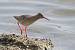 Chevalier gambette (Tringa totanus) � Benoit Froelich