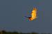 Hibou moyen-duc (Asio otus) � Thibaut Chansac