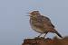 Cochevis hupp� (Galerida cristata) � Thibaut Chansac
