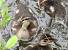Canard colvert (Anas platyrhynchos) � Gilles Carcasses