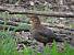 Merle noir (Turdus merula) � Gilles Carcasses
