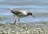 Chevalier gambette (Tringa totanus) � Christine Rowley