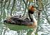 Gr�be hupp� (Podiceps cristatus) � Christine Rowley