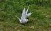 Sterne pierregarin (Sterna hirundo) � Pierre Rousset