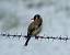 Chardonneret �l�gant (Carduelis carduelis) � Pierre Rousset