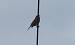 Bruant proyer (Emberiza calandra) � Pierre Rousset