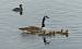 Bernache du Canada (Branta canadensis) � Pierre Rousset