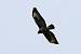 Buse variable (Buteo buteo) � Daniel Malassingne