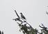 Grive draine (Turdus viscivorus) � Collectif www.faune-iledefrance.org