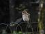 Gobemouche gris (Muscicapa striata) � Bruno Durand