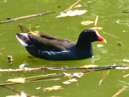 Poule d'eau