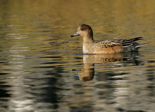 Canard siffleur