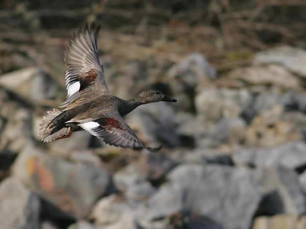 Canard chipeau