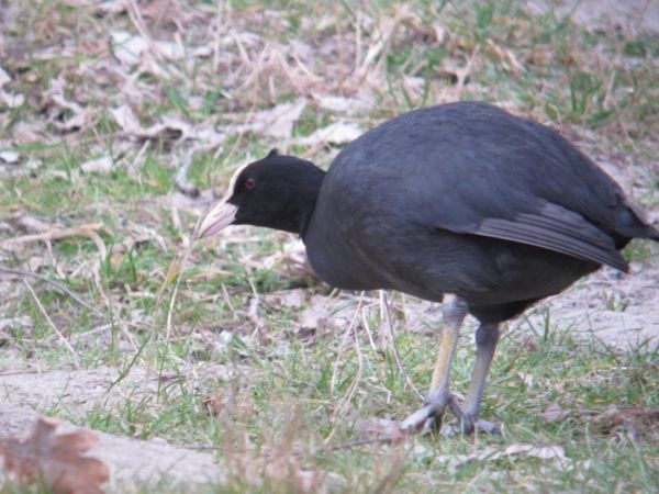 foulque macroule