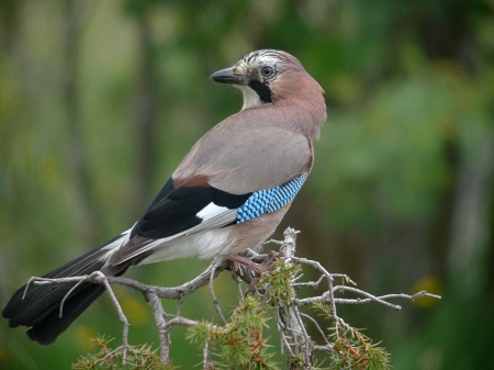 Geai des chênes (Garrulus glandarius) photo © LPO Visionature