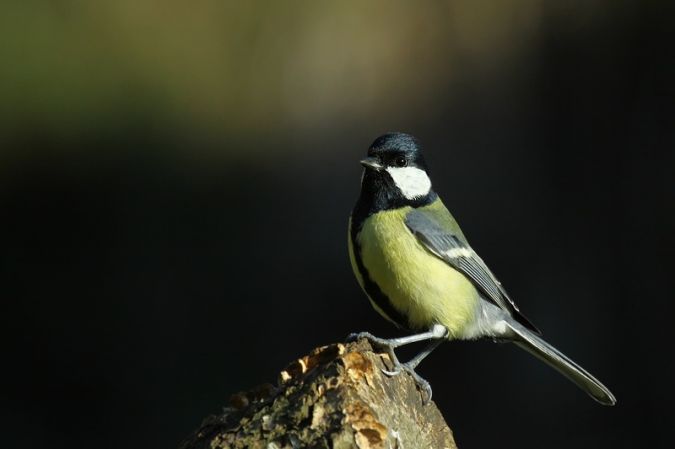 Mésange charbonnière (Parus major) photo © LPO Visionature