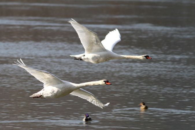 Cygne tuberculé