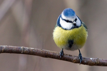 Mésange bleue (Parus caeruleus) photo © LPO Visionature