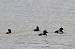 Fuligule morillon (Aythya fuligula) � Daniel De Sousa