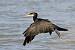 Grand Cormoran (Phalacrocorax carbo) � Daniel De Sousa