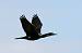 Grand Cormoran (Phalacrocorax carbo) � Daniel De Sousa