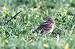 Alouette des champs (Alauda arvensis) � Daniel De Sousa