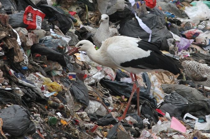 Cigogne blanche