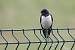 Hirondelle rustique (Hirundo rustica) � Vincent Palomares