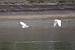 H�ron garde-boeufs (Bubulcus ibis) � Vincent Palomares