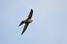 Martinet noir (Apus apus) � Vincent Palomares
