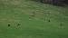 Mouflon m�diterran�en (Ovis gmelini musimon) � Daniel Thonon