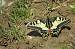 Machaon (Papilio machaon) � Georges Laurencin